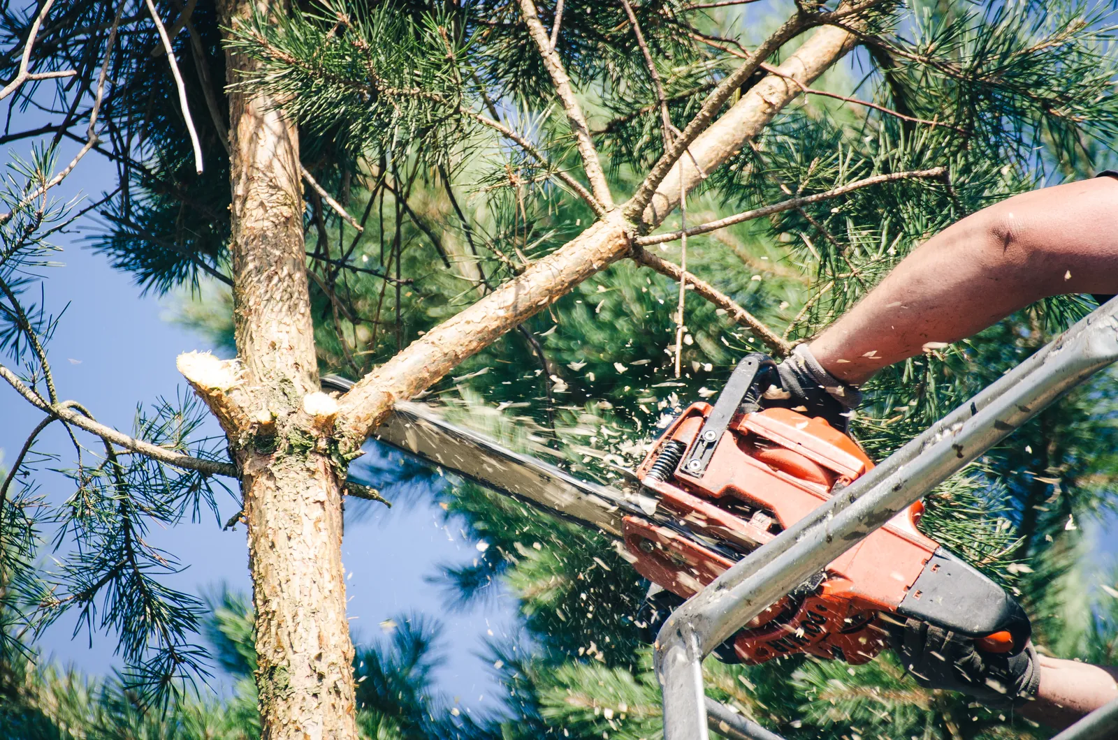 Élagage et entretien d'arbres à Ampus (Var)